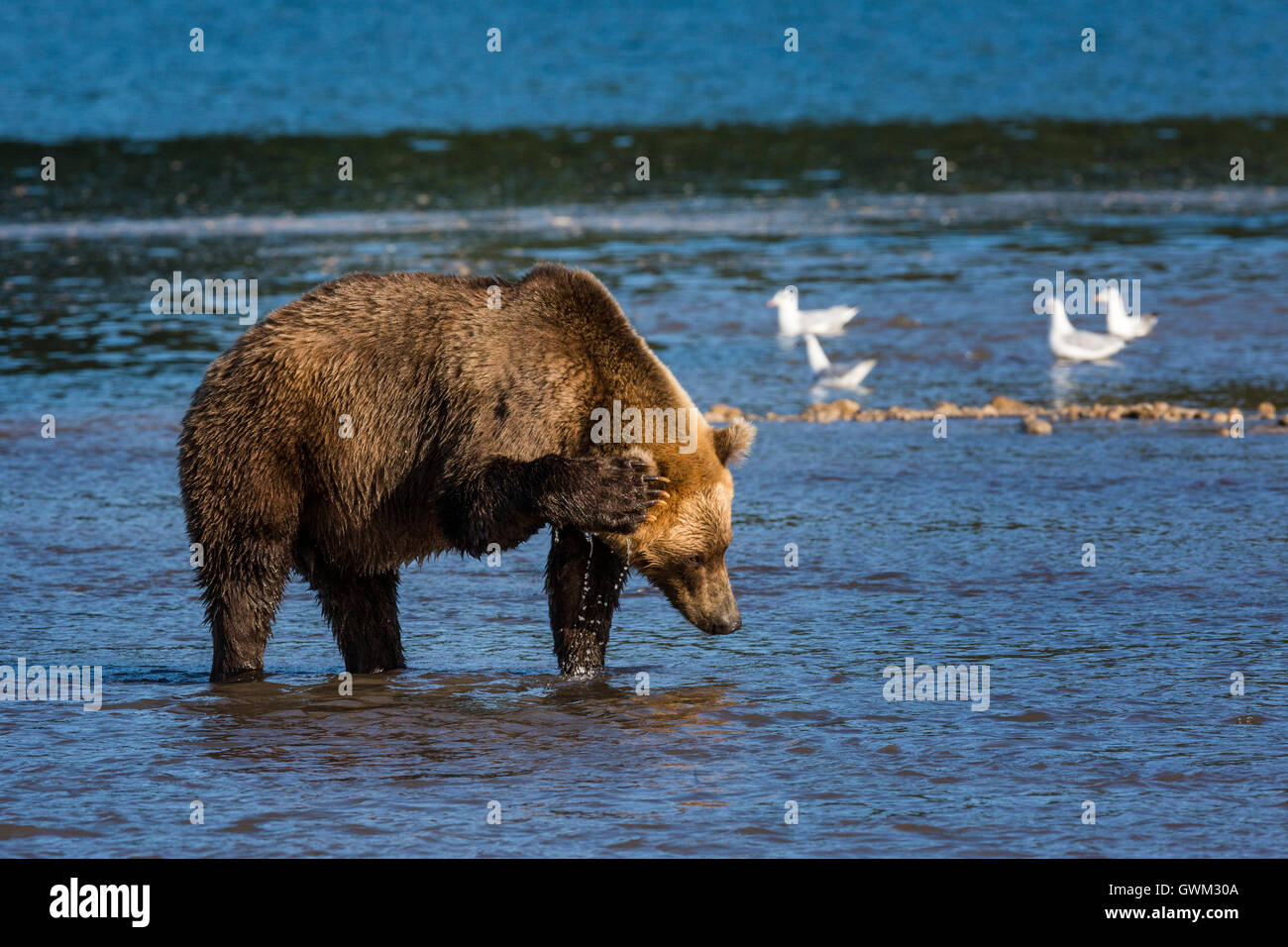 Eine wilde Braunbären Fischerei auf den Kurilen-See in Region Kamtschatka, Russland. Stockfoto