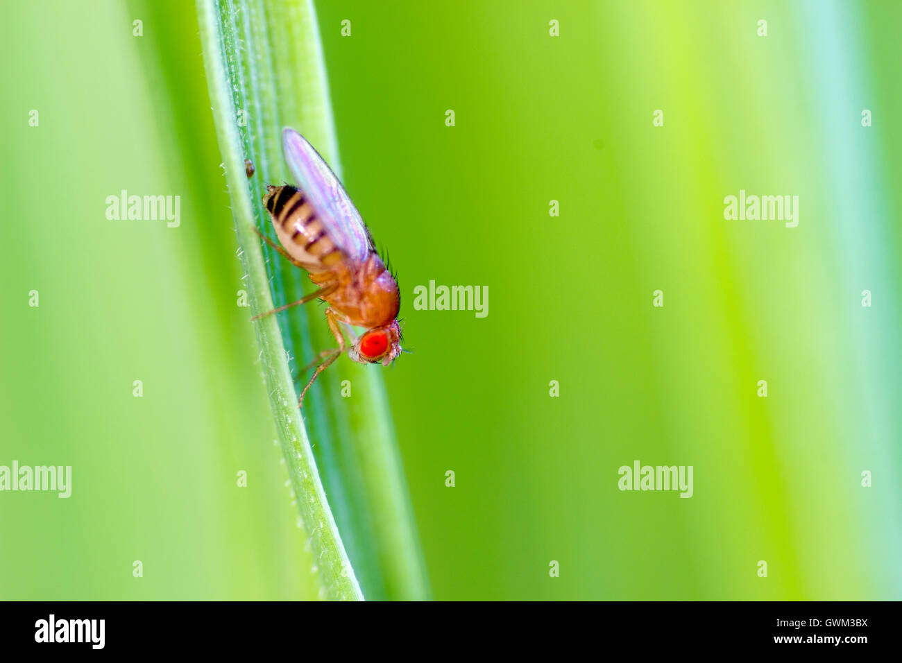 Eine gemeinsame Fruchtfliege Stockfoto