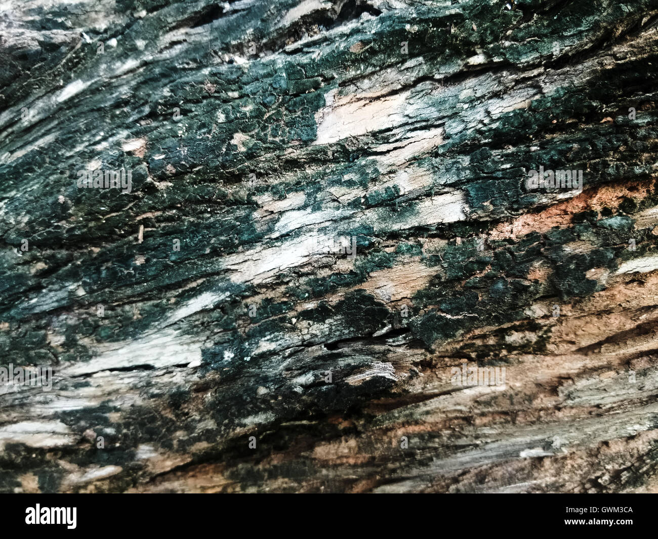 alten Baum zeigt rau und verfallene Textur Stockfoto