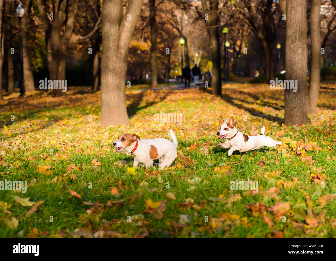 Zwei Hunde spielen lustige Verfolgung im Herbst park Stockfoto