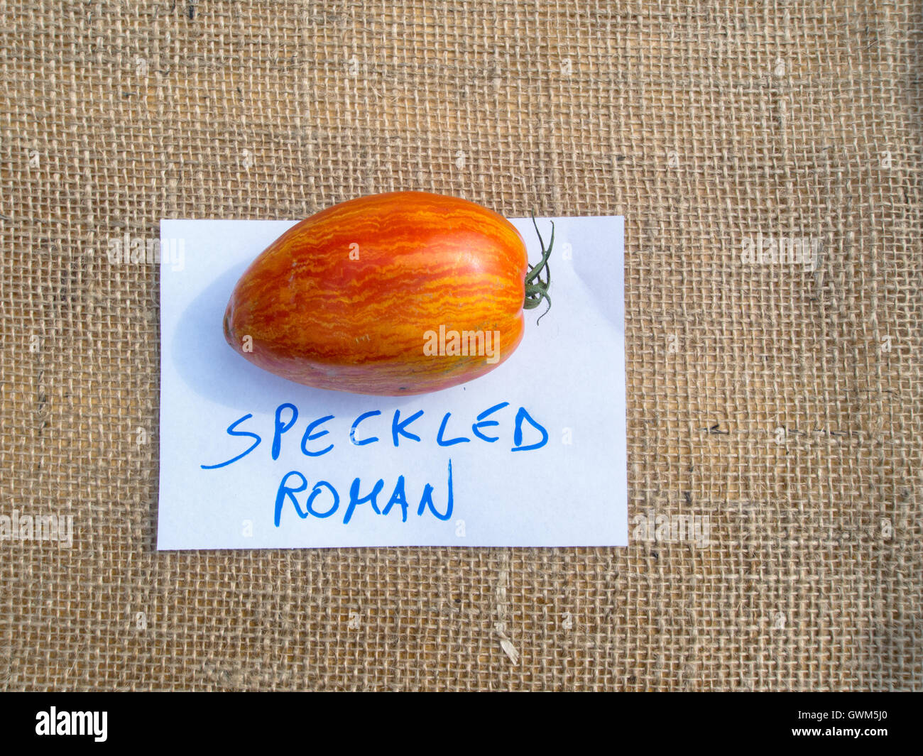 Spezialist für Sorte. Gesprenkelte römischen Tomate. Stockfoto