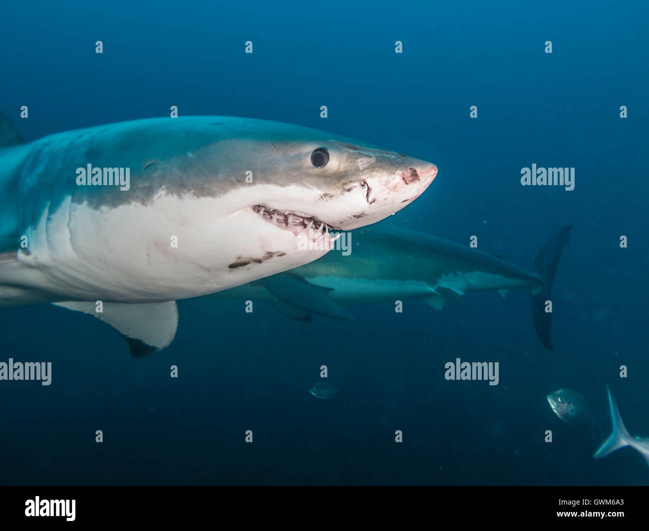 Weißer Hai, Carcharodon Carcharias, im blauen Wasser, Neptun Inseln South Australia. Stockfoto