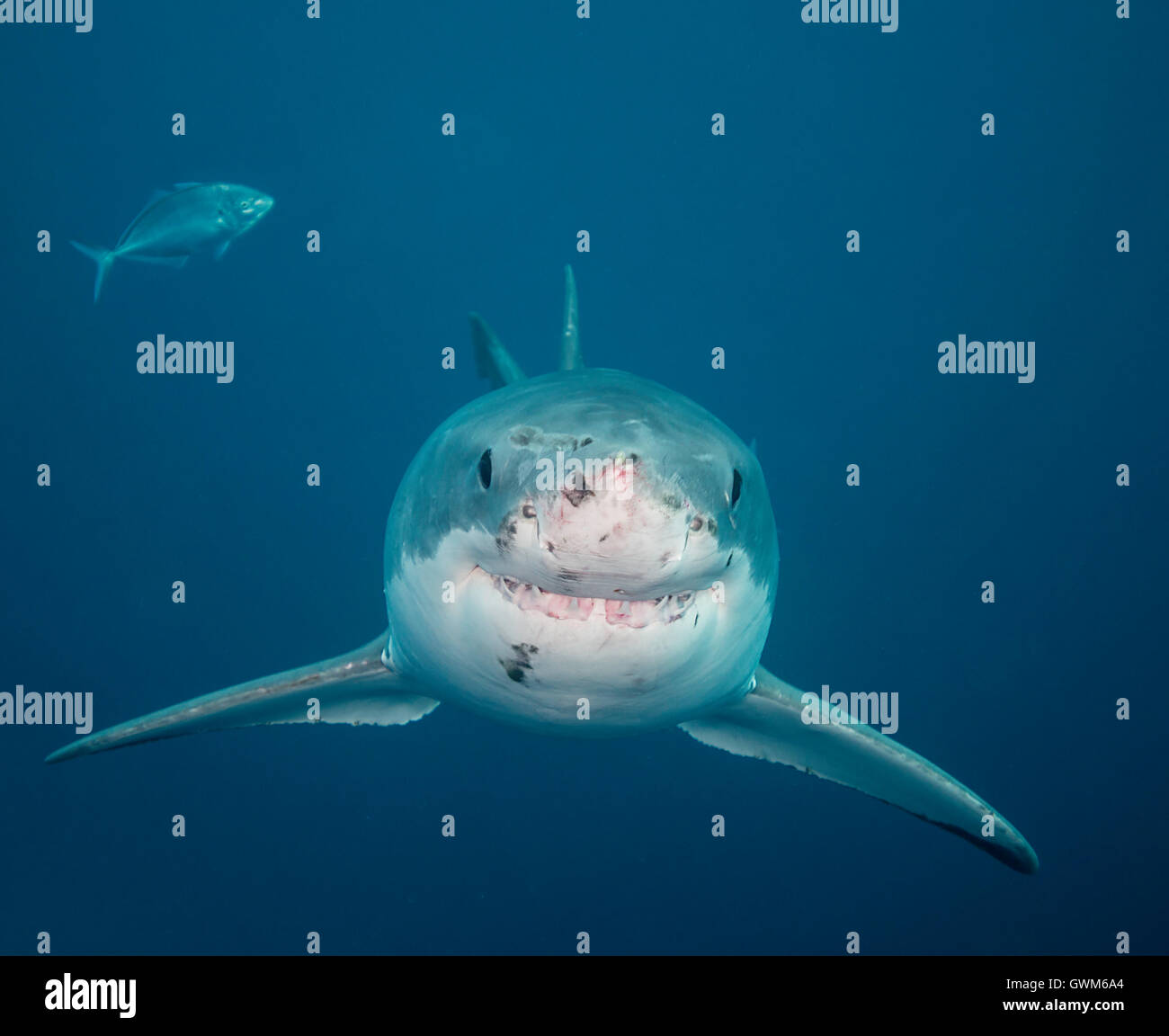 Weißer Hai, Carcharodon Carcharias, im blauen Wasser, Neptun Inseln South Australia. Stockfoto