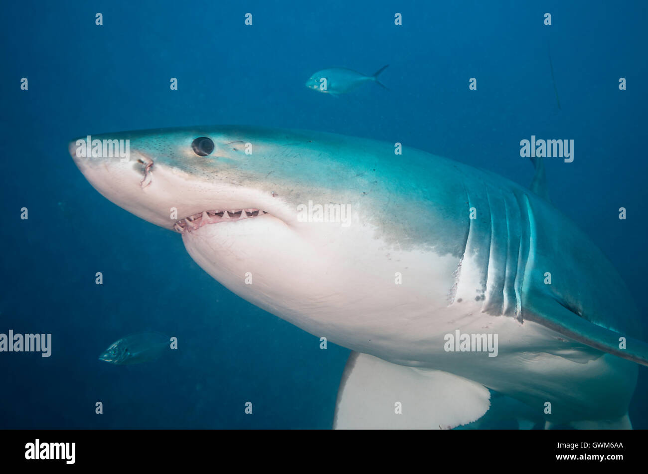 Weißer Hai, Carcharodon Carcharias, im blauen Wasser, Neptun Inseln South Australia. Stockfoto