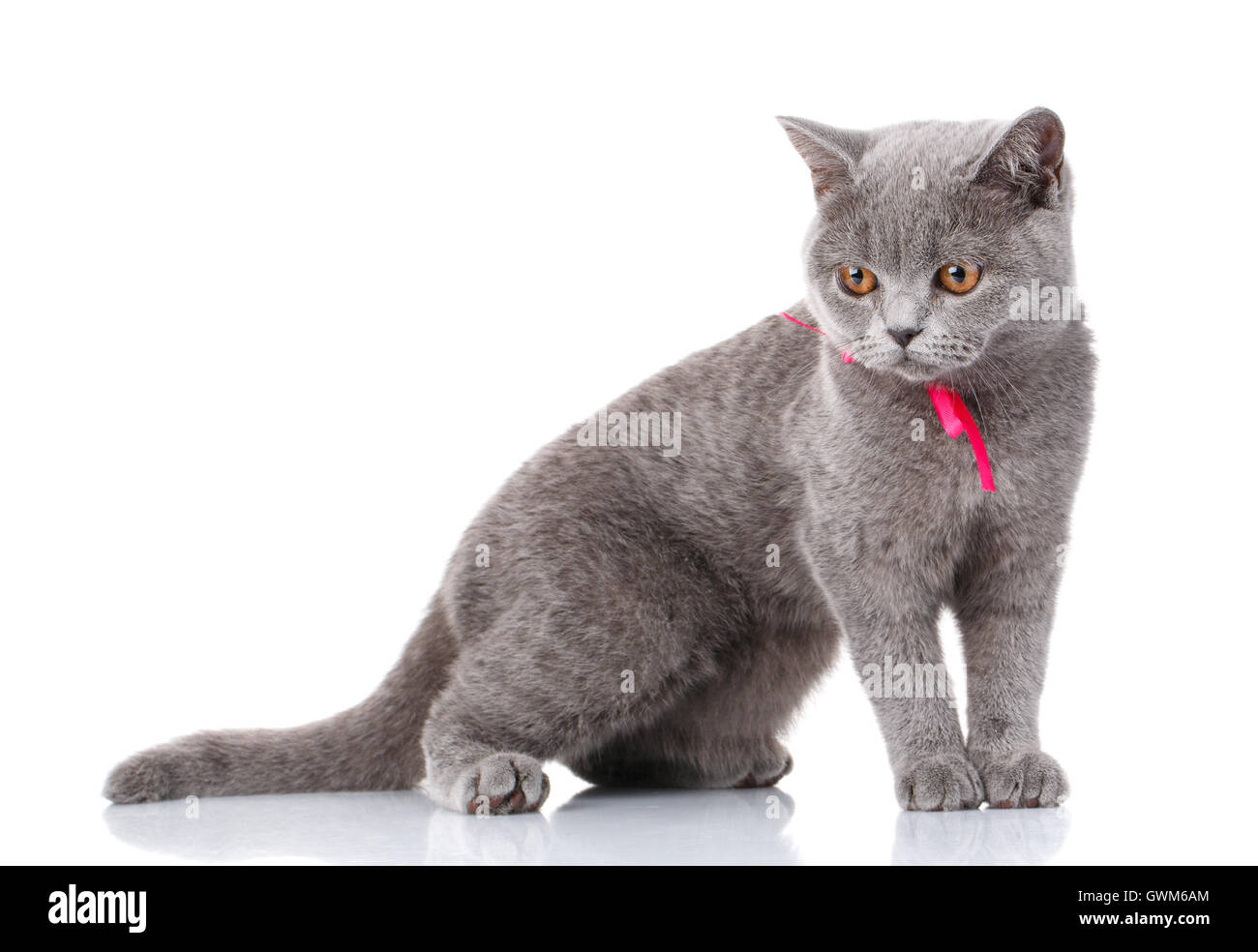 graue Scottish Fold Katze mit rosa Schleife sitzen auf weiß Stockfoto