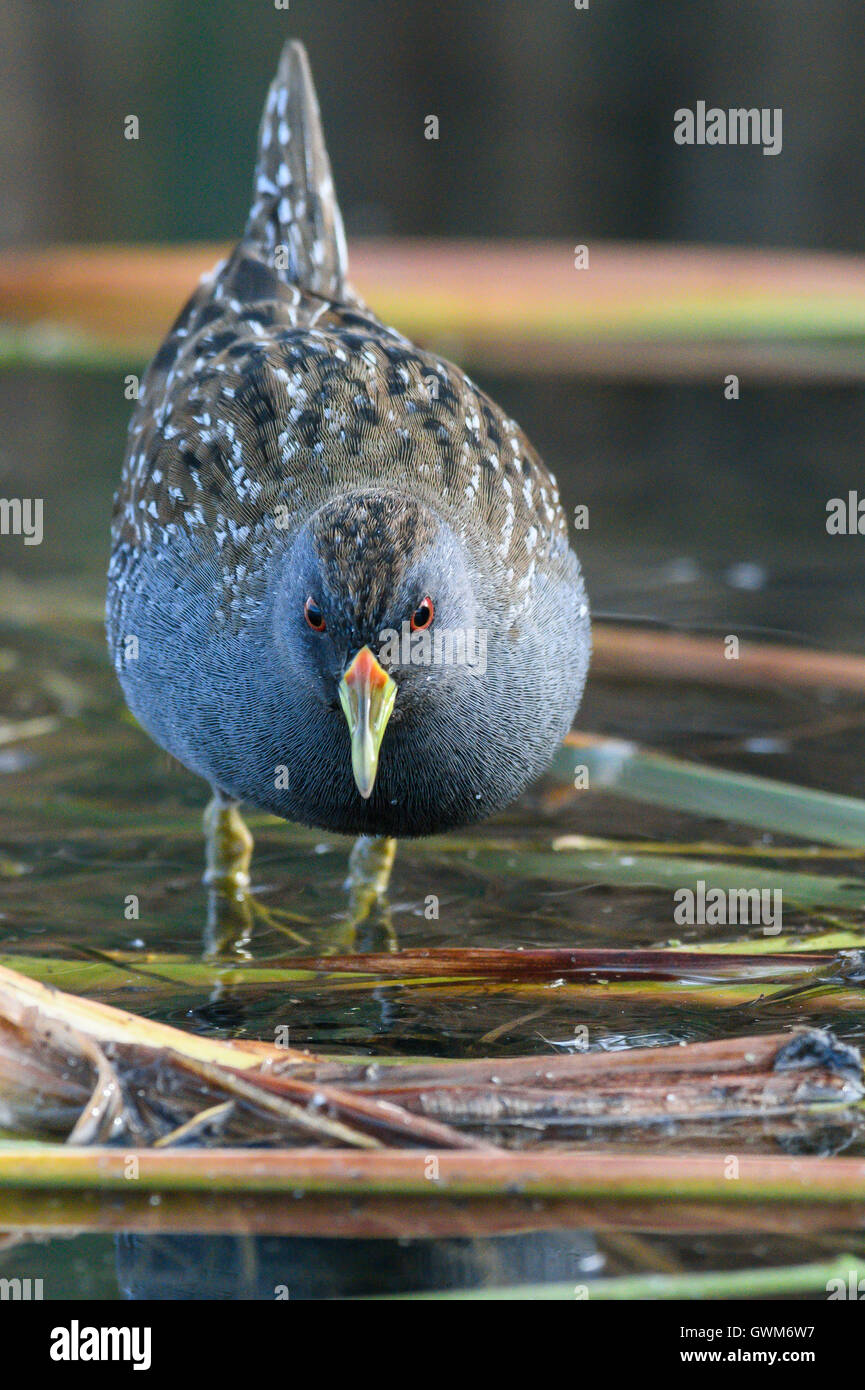 Australische gefleckte Crake. Stockfoto