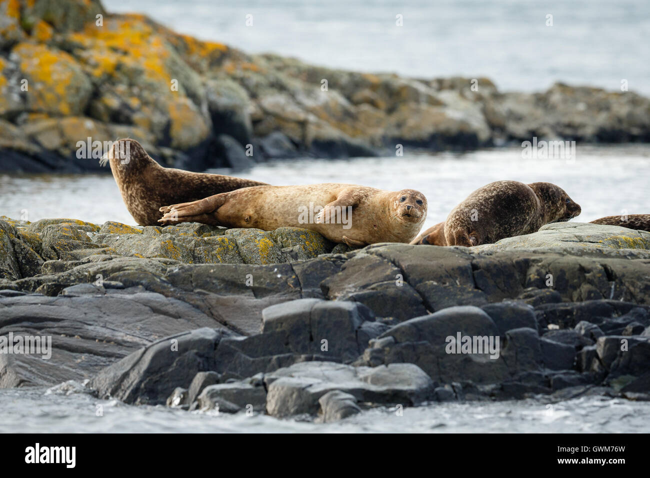 Kegelrobben (Halichoerus Grypus) auf den Felsen Stockfoto