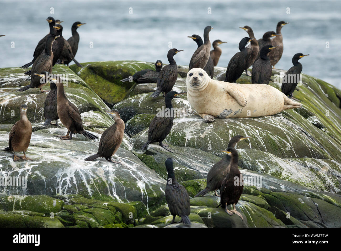 Ein Kegelrobben (Halichoerus Grypus) unter den europäischen Shags (Phalacrocorax Aristotelis) Stockfoto