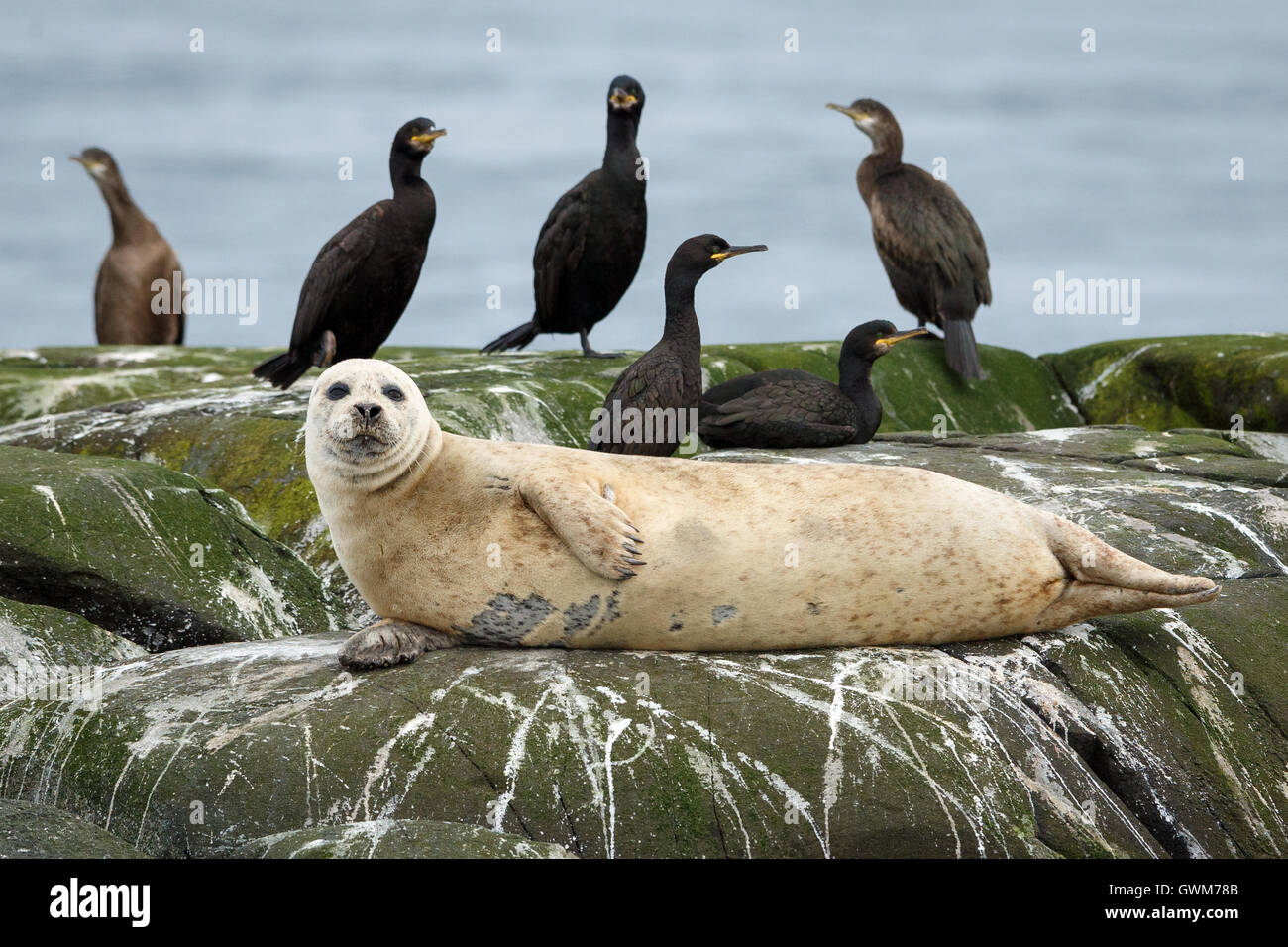 Ein Kegelrobben (Halichoerus Grypus) unter den europäischen Shags (Phalacrocorax Aristotelis) Stockfoto