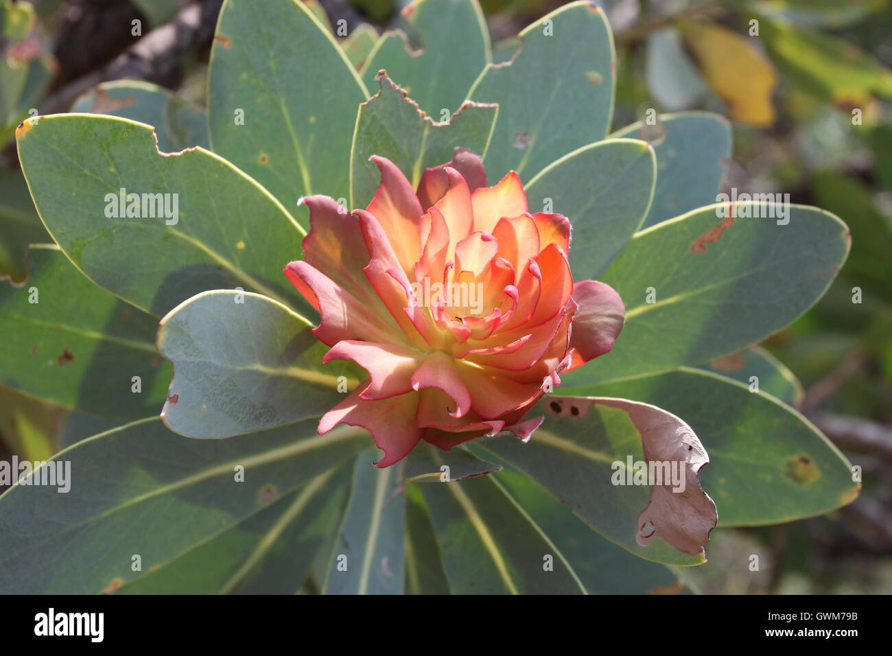 Das Protea Pflanze Stockfoto