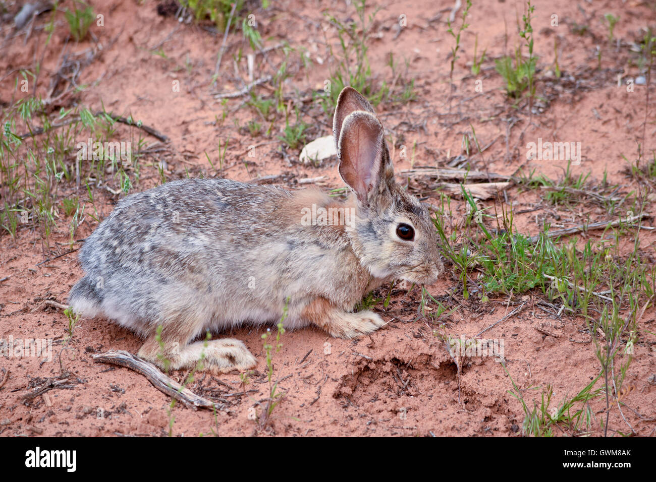 Kaninchen-Utah-USA-Nordamerika Stockfoto