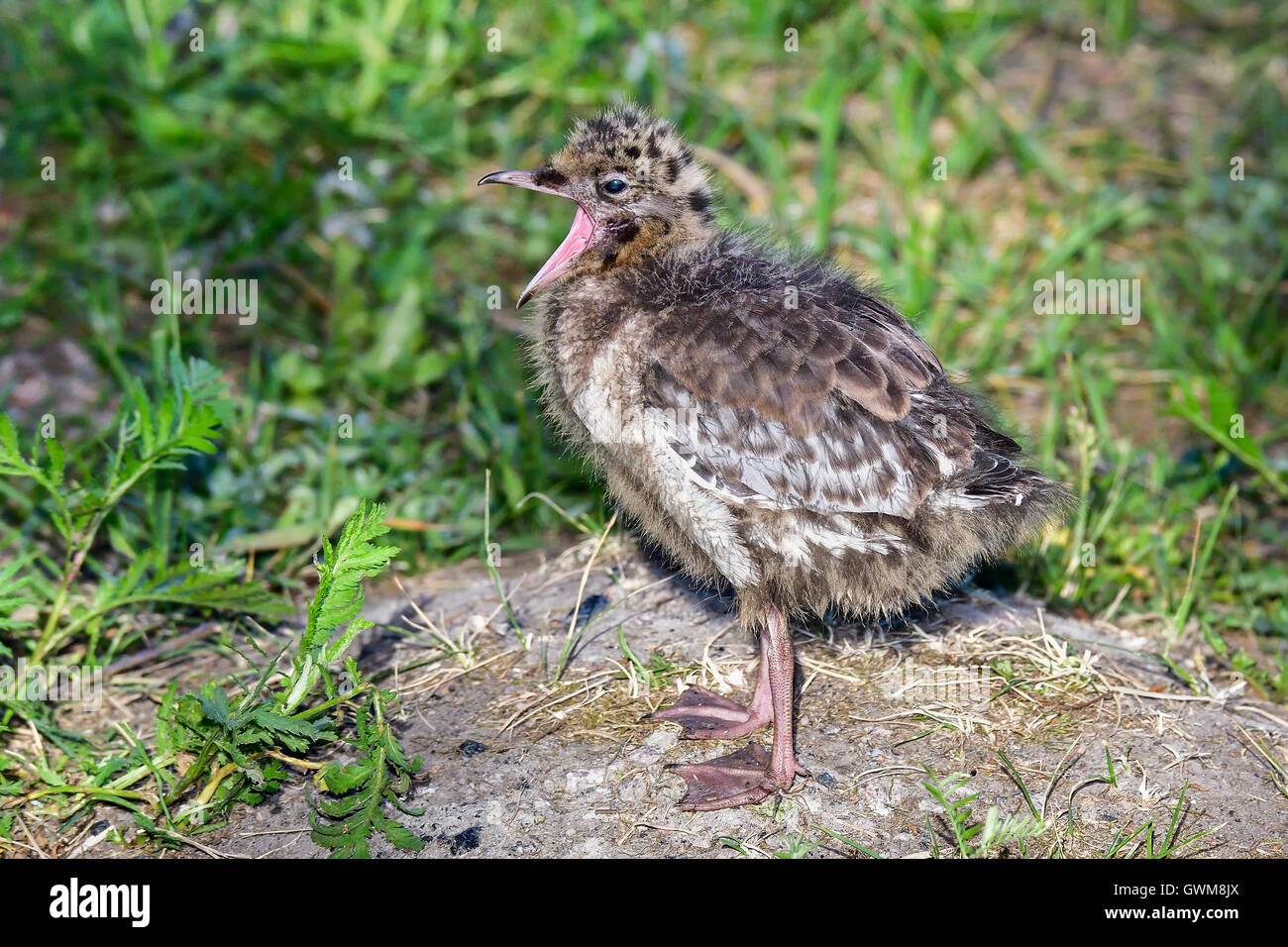 Lachmöwe Stockfoto