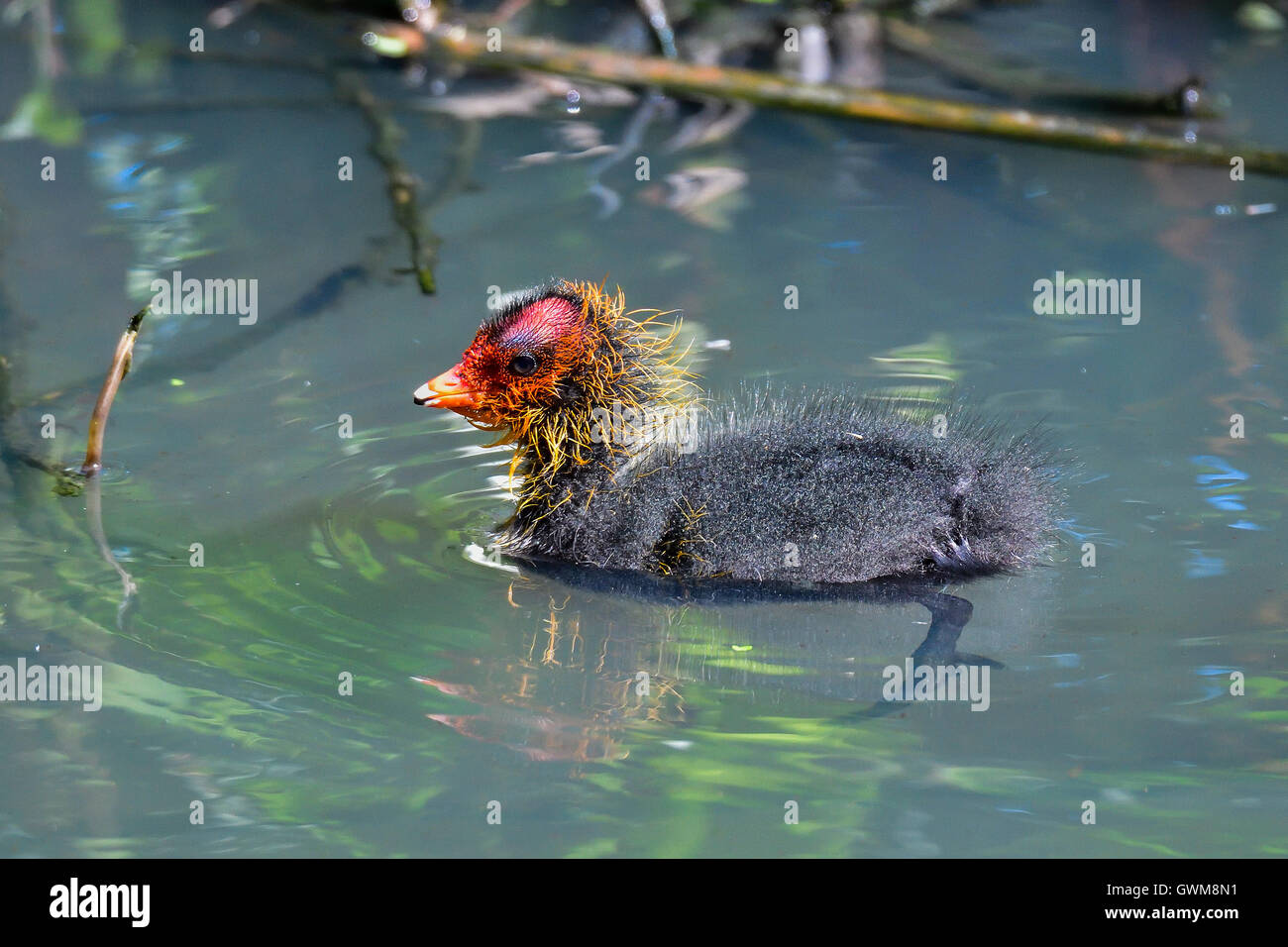 Eurasische Blässhuhn Stockfoto