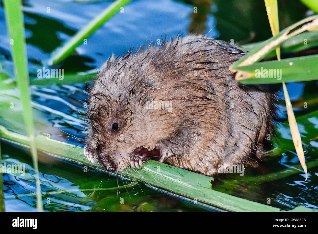 Bisamratte Stockfoto