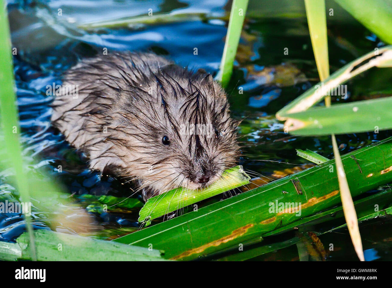 Bisamratte Stockfoto