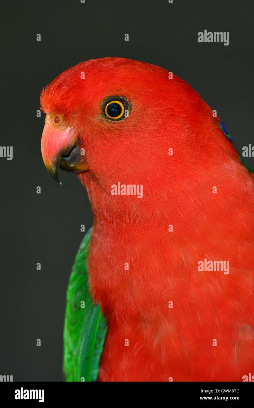 König Papagei Porträt. Stockfoto