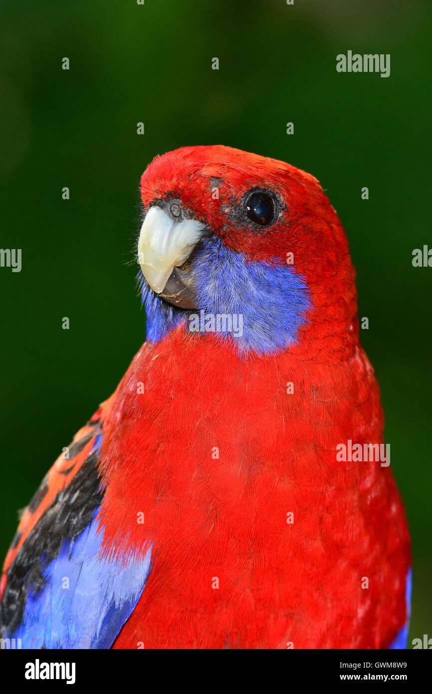 Crimson Rosella Porträt. Stockfoto