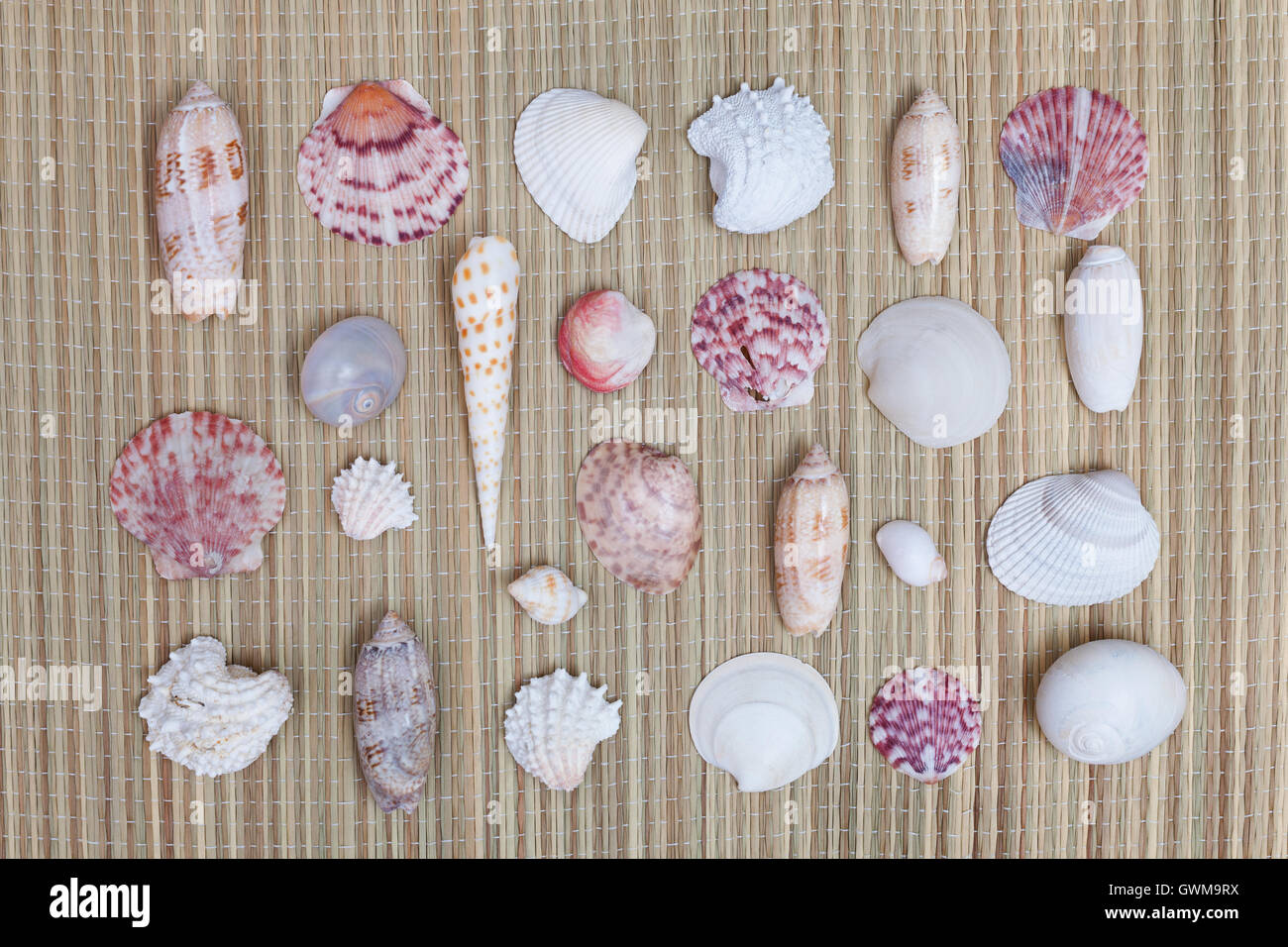 Eine Vielzahl von Muscheln auf einer Strandmatte Stockfoto