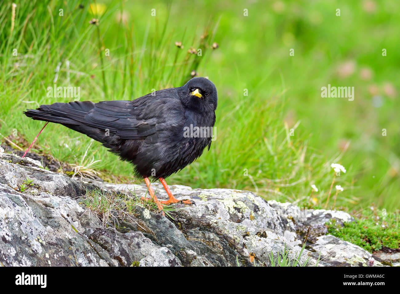 Alpine Alpenkrähe Stockfoto