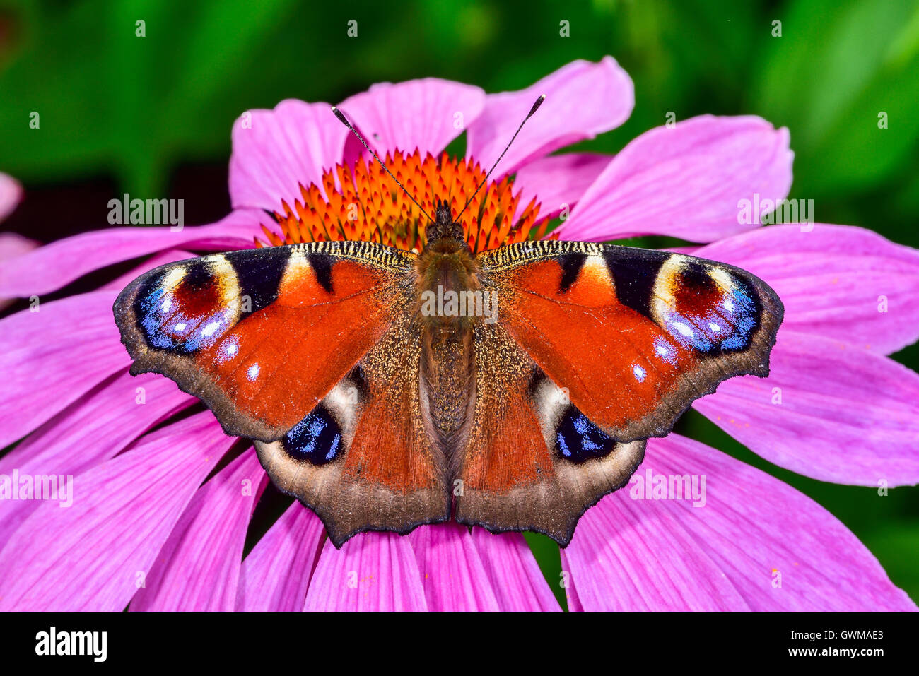 Europäische Pfau Stockfoto