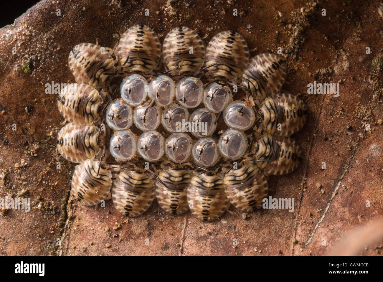 Eine frisch geschlüpfte Gruppe von stinken Bugs (Hemiptera) um die Eier, die Sie vor Kurzem von entstanden sammeln. Stockfoto