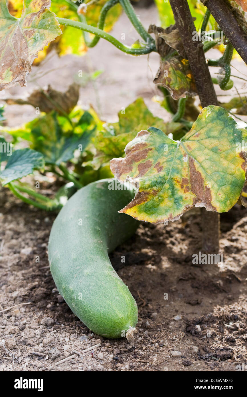 Giardino di cucumis sativus Fotos und Bildmaterial in hoher Auflösung