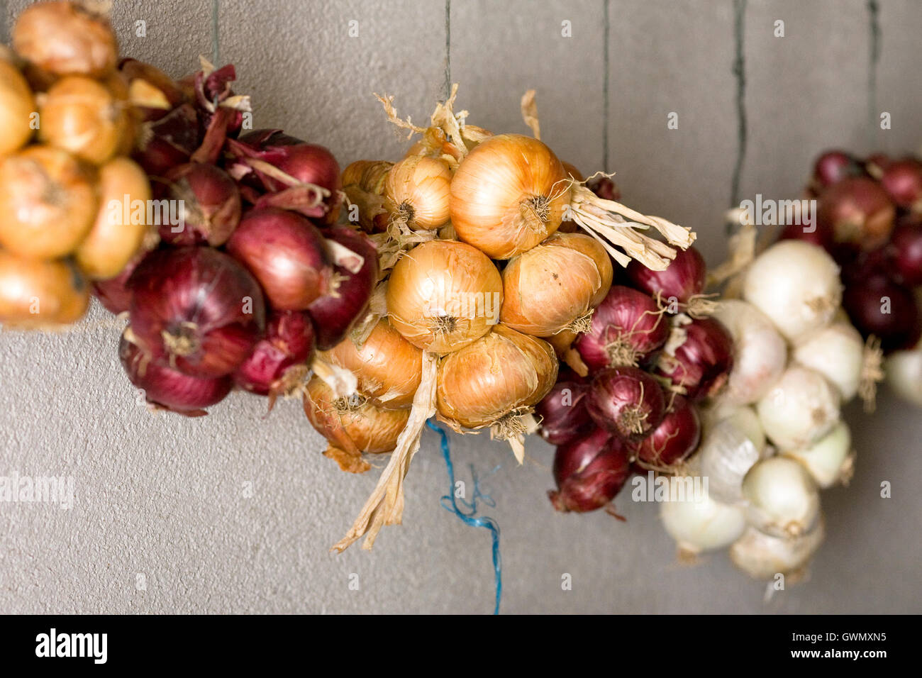Allium Cepa. Zwiebeln in der Gartenhalle aufgereiht. Stockfoto