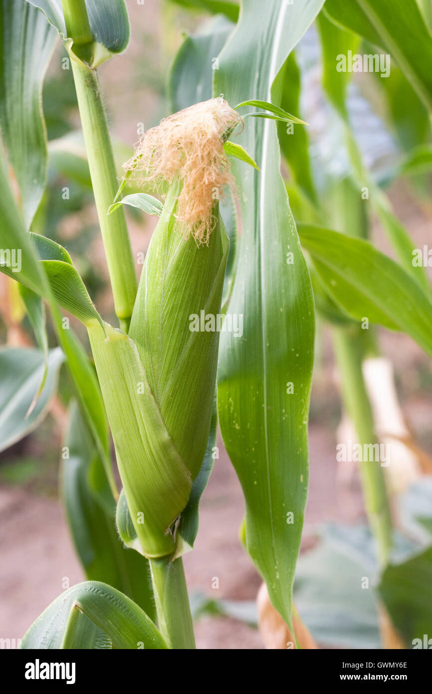 Zea Mays. Maiskolben im Gemüsegarten zu entwickeln. Stockfoto