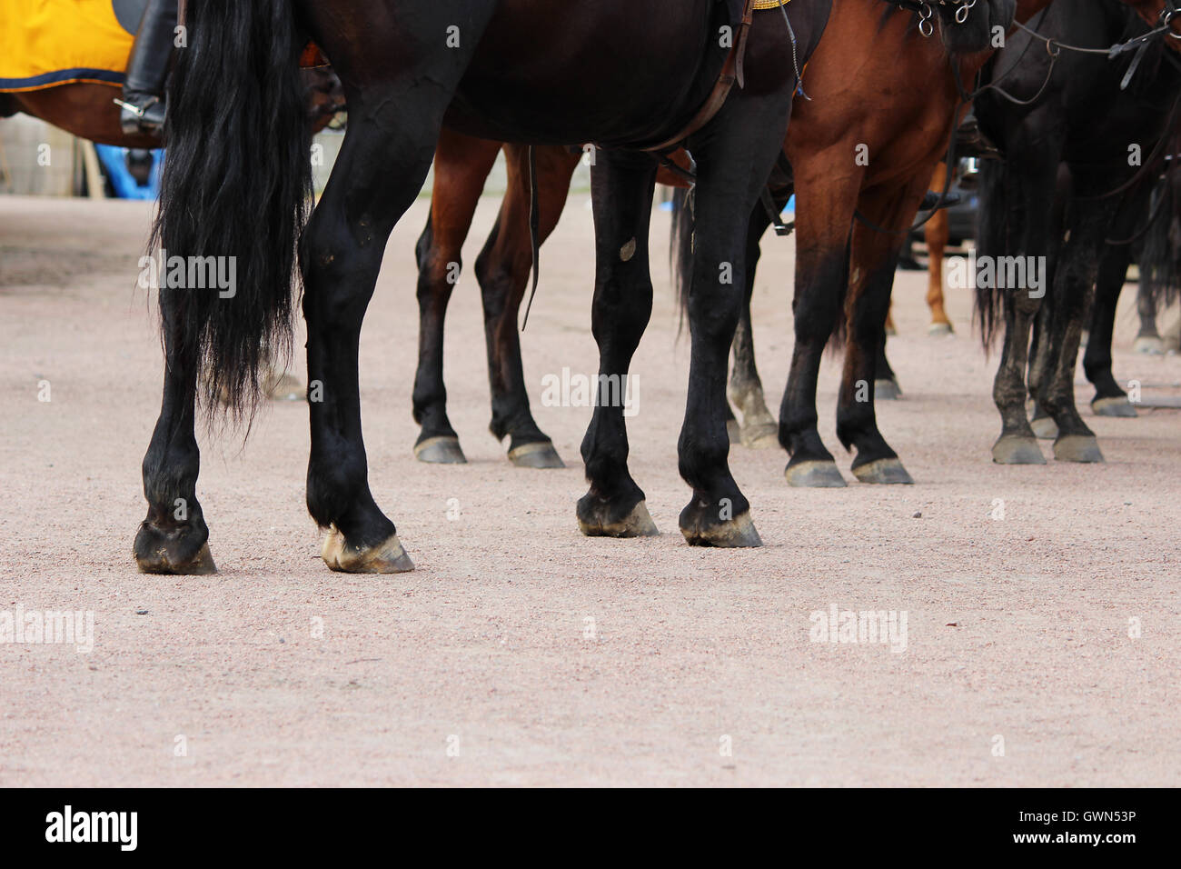 Viele Pferde Beine stehen auf Sand. Stockfoto