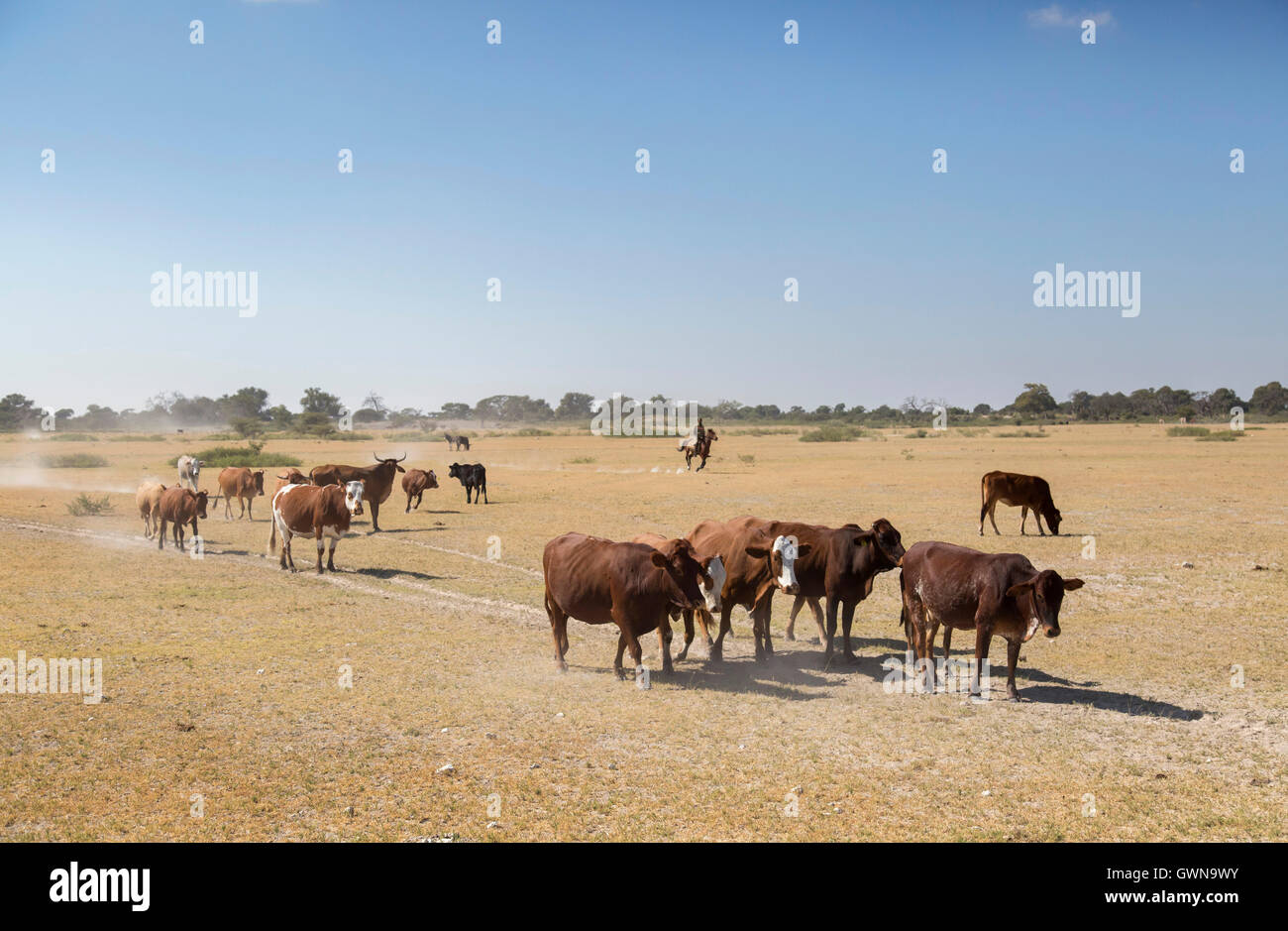 Rinder auf einer trockenen Ebene fast ohne Rasen mit einem Cowboy montiert auf dem Pferderücken im Hintergrund in der Nähe von Botswana Stockfoto