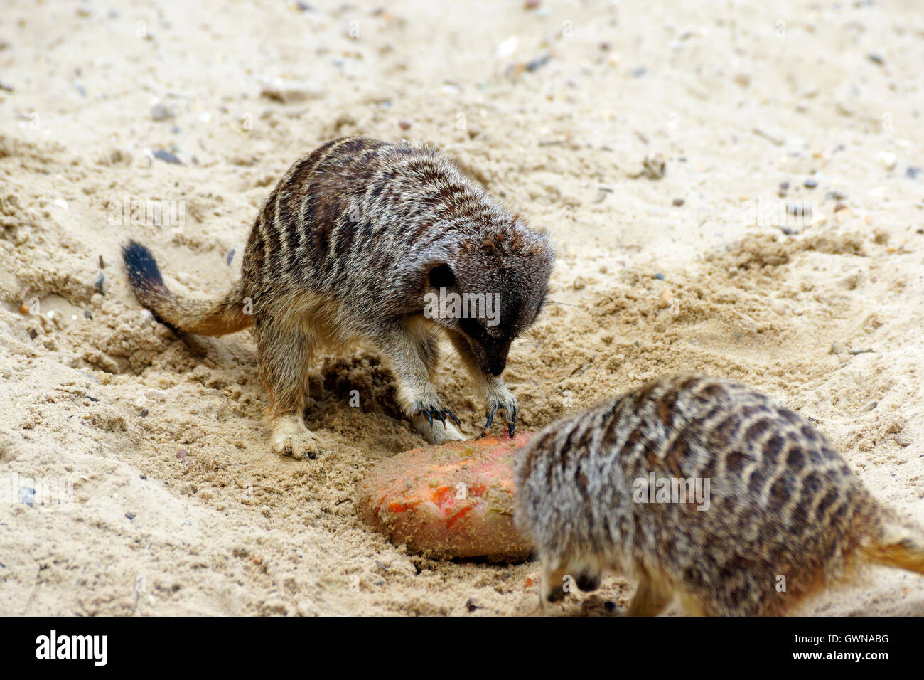 ZWEI ERDMÄNNCHEN ESSEN Stockfoto