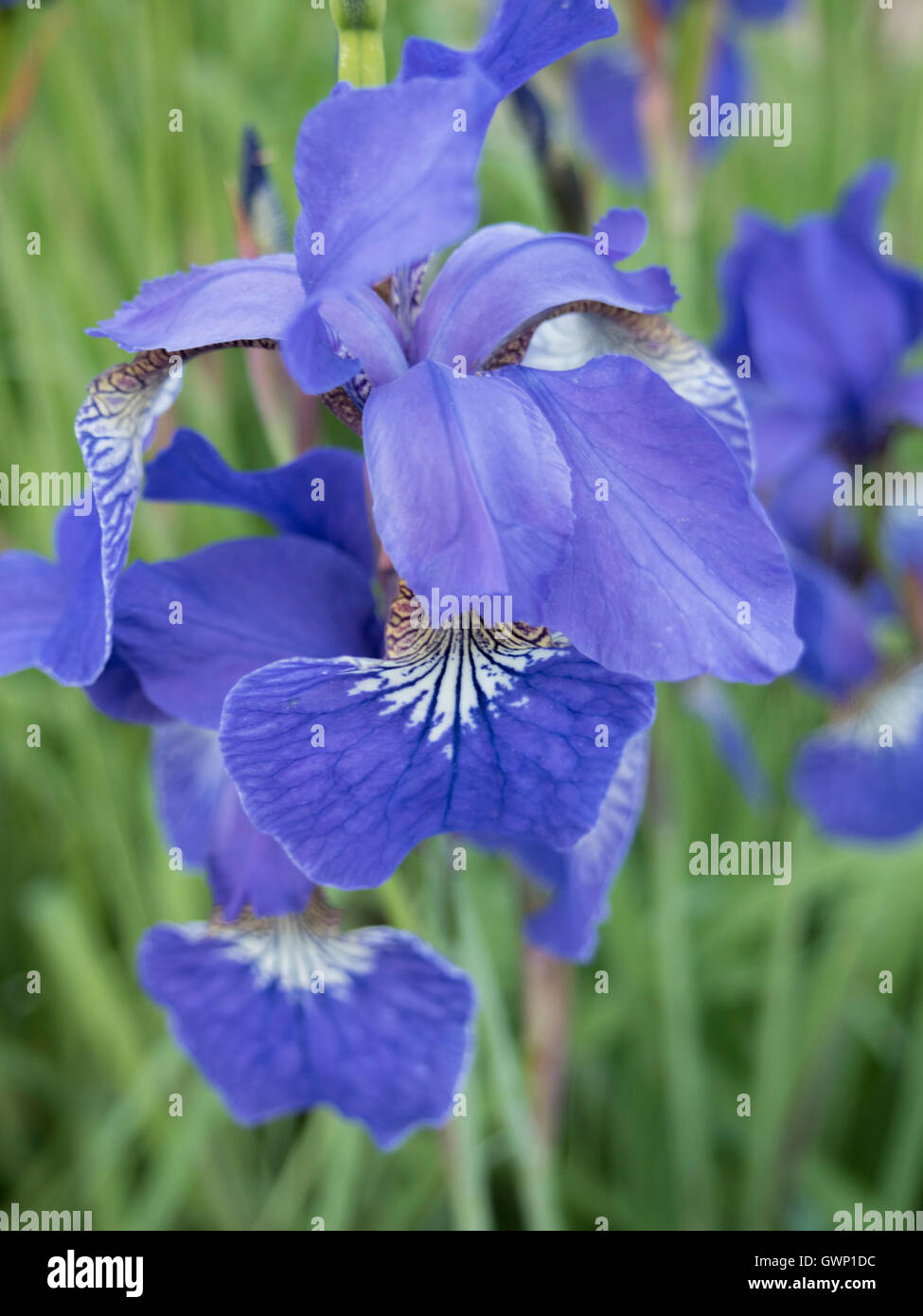 frische blaue Iris Blumen hautnah Bokeh Hintergrund Stockfoto