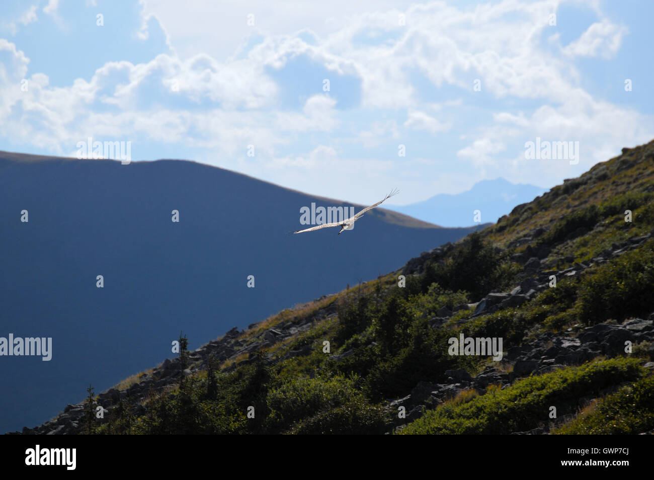 Falken Sie fliegen Parallel Berghang in South Fork, Colorado Stockfoto