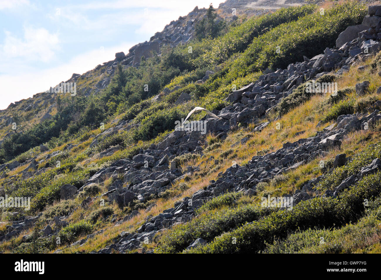 Falken fliegen an der Seite von Grayback Berg in South Fork, Colorado Stockfoto