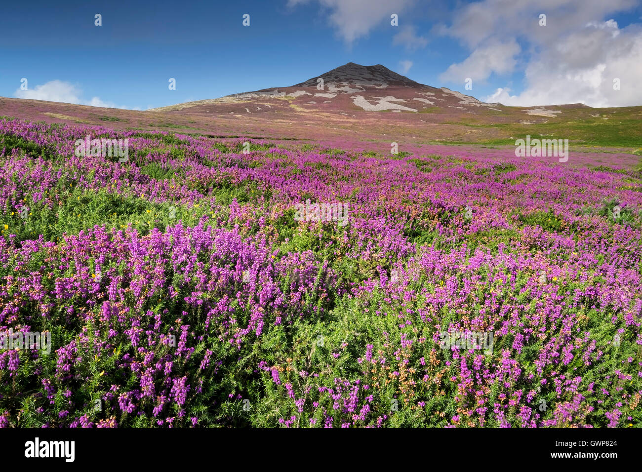 Heather decken die Heide unter Yr eIFL.net (The Rivals), in der Nähe von Llithfean, Lleyn-Halbinsel, North Wales, UK Stockfoto