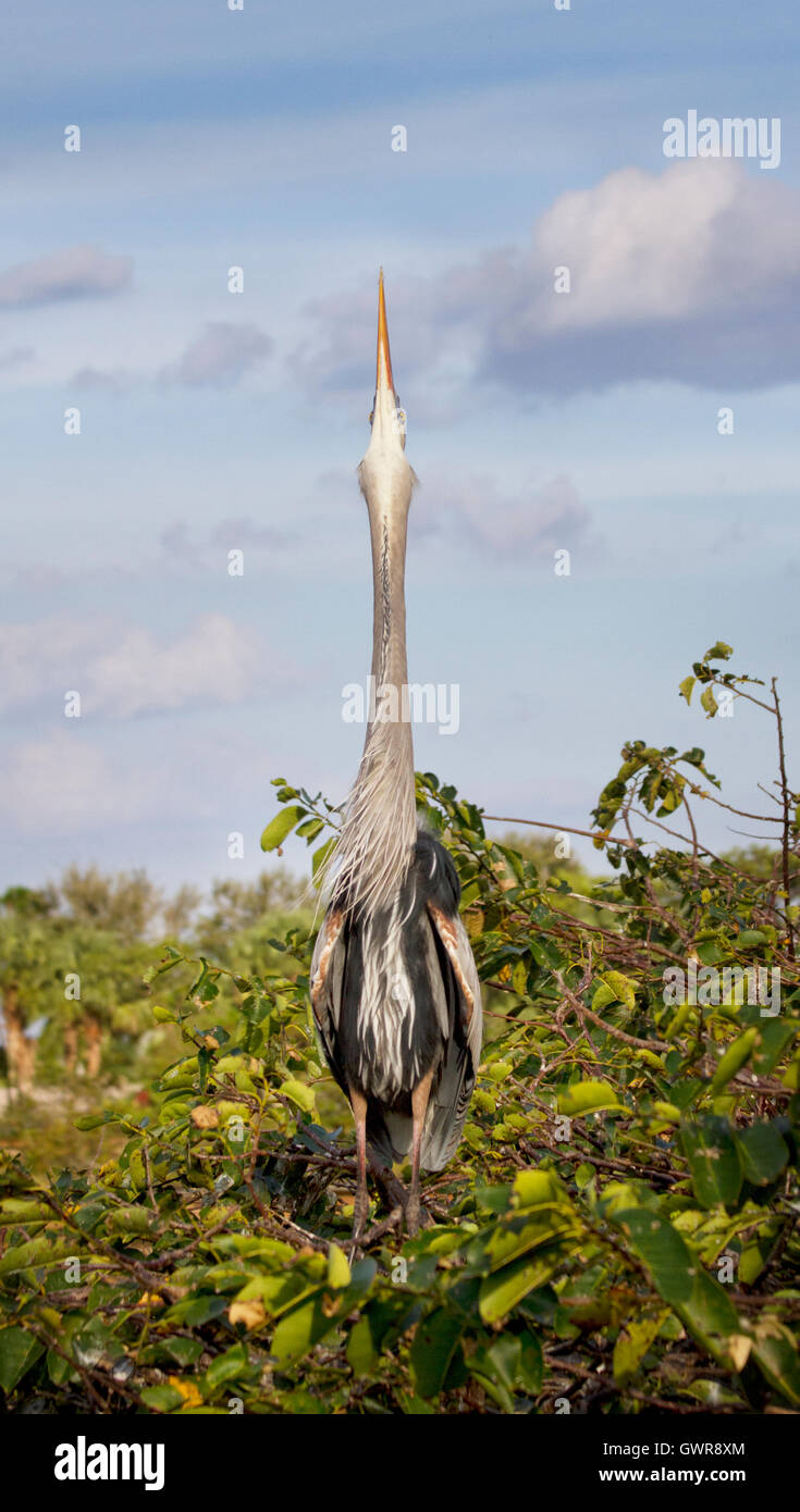Ein Great Blue Heron reicht voll und ganz den Hals Strecken in den Himmel in das Ritual, eine Verknüpfung zu Beginn der Saison zu gewinnen. Stockfoto