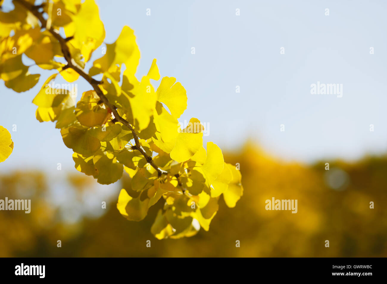 Gelbe Ginkgo-Blätter Stockfoto