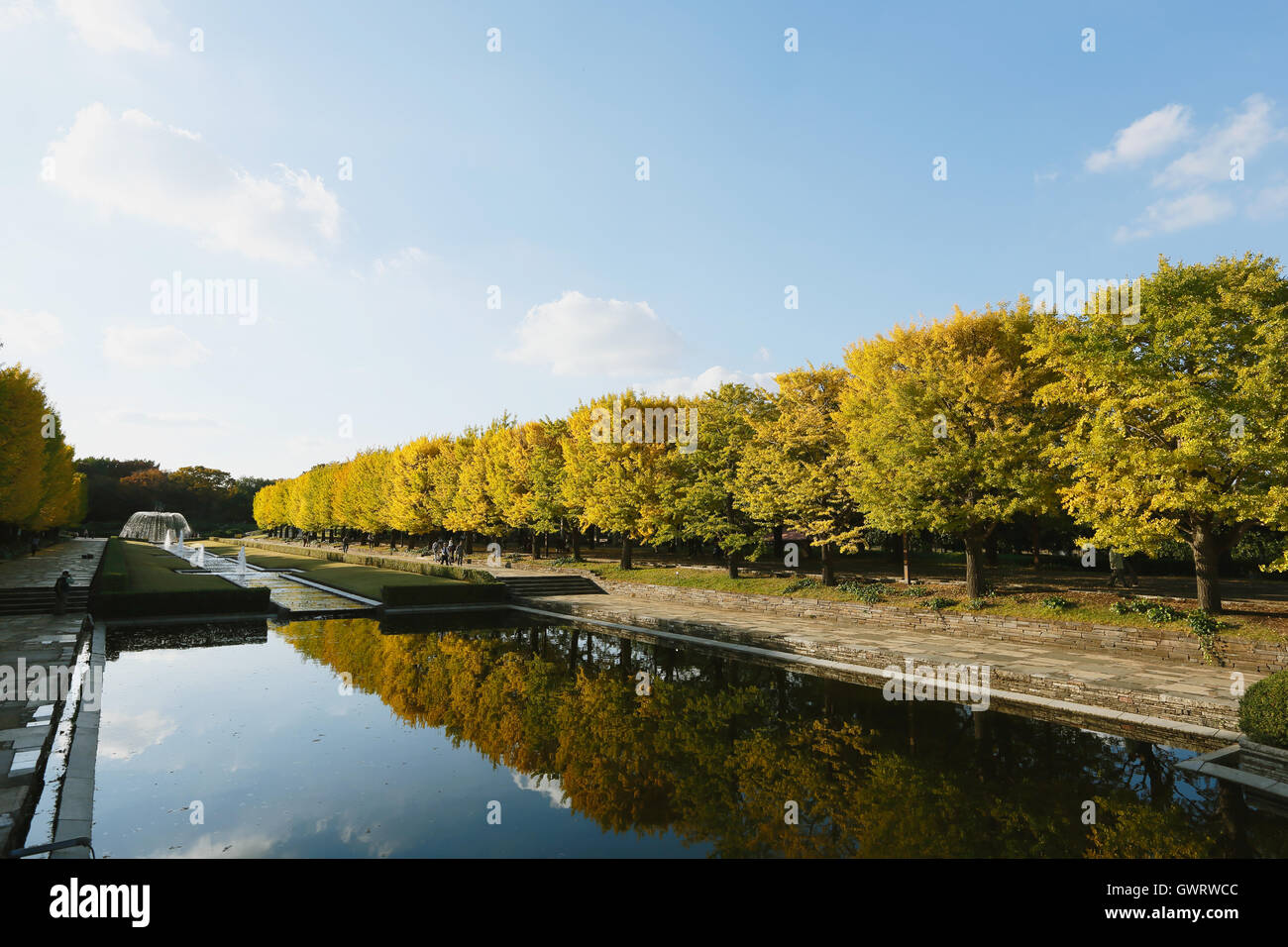 Gelbe Ginkgo-Blätter in einem Stadtpark, Tokyo, Japan Stockfoto