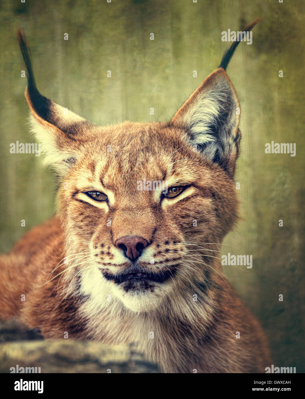 Sibirischer Luchs Kopf geschossen Stockfotografie Alamy