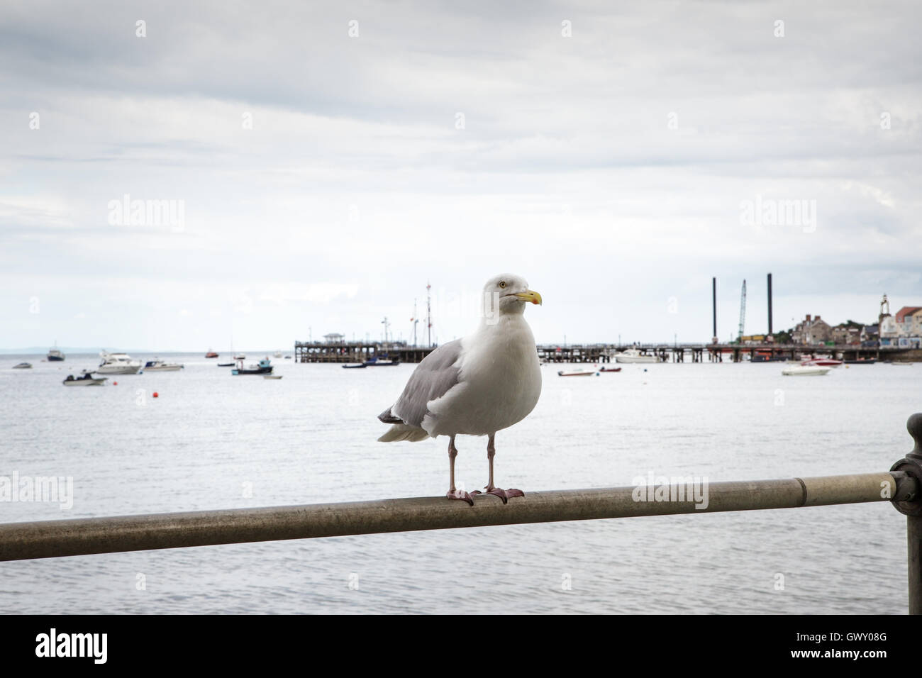 Nahaufnahme Schuss bedeutet Möwe in Swanage Bay suchen Stockfoto