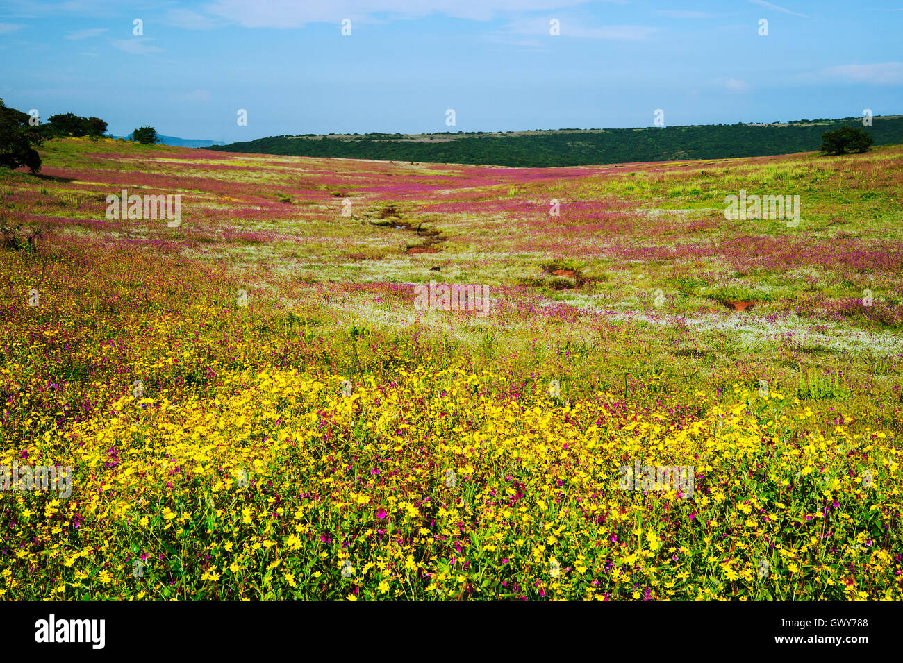 Das Bild der Landschaft mit Blumen in Kaas Plateau, Satara, Maharashtra, Indien Stockfoto