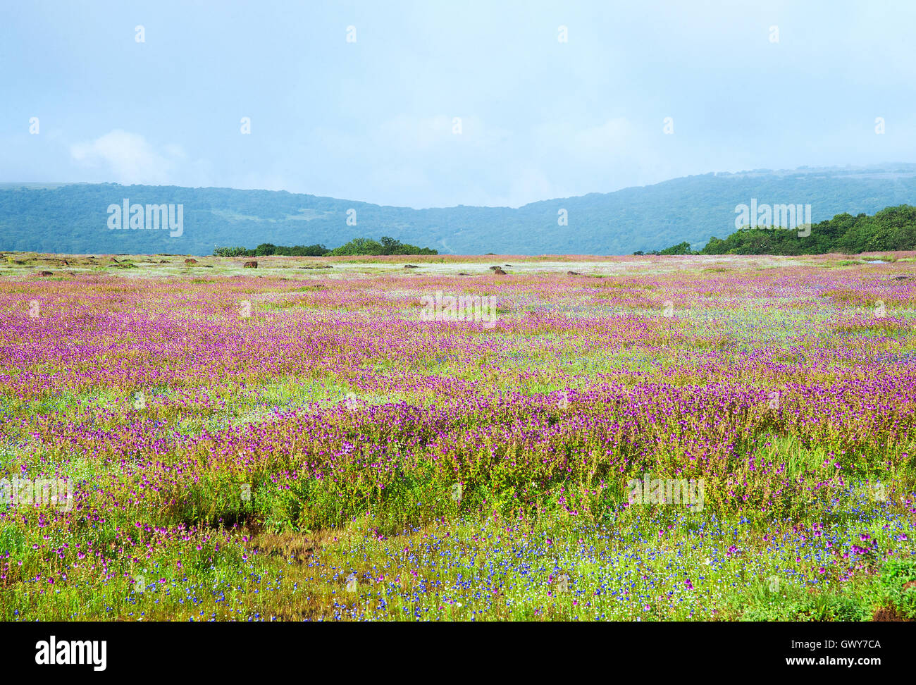 Das Bild der Landschaft mit Blumen in Kaas Plateau, Satara, Maharashtra, Indien Stockfoto