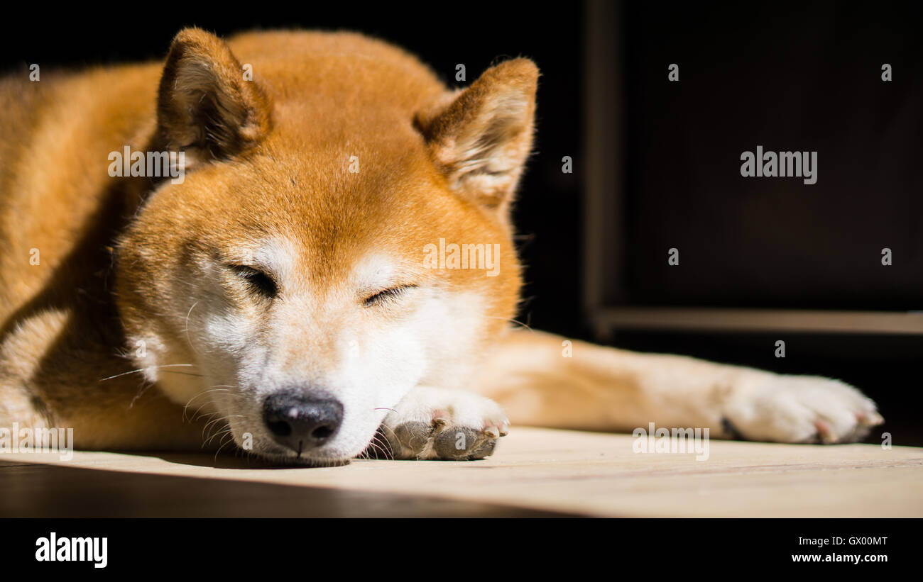 Süße Shiba schlafen in der Sonne Stockfoto