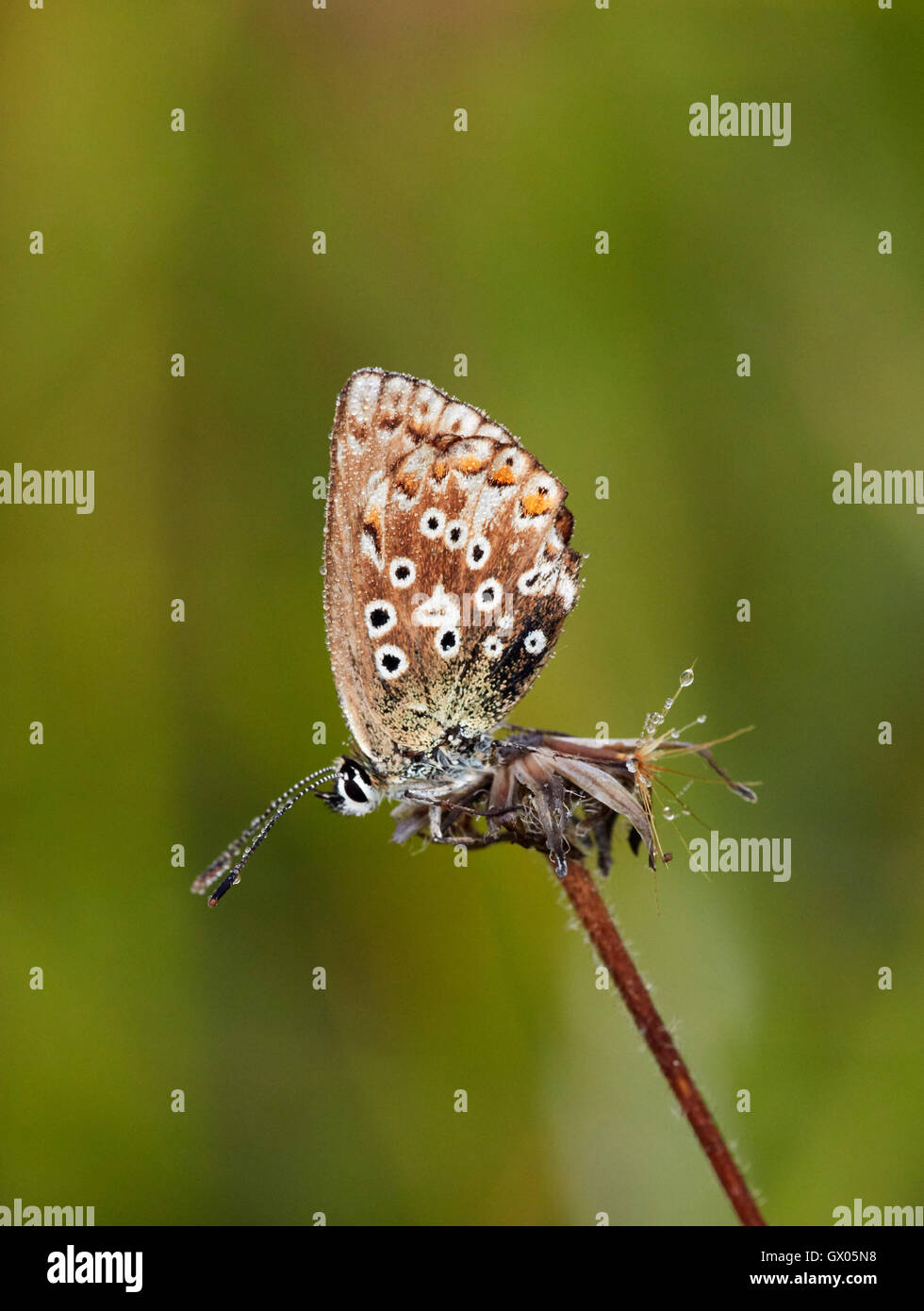 Tau bedeckten Adonis Blue Weibchen Schlafplatz in der Morgendämmerung. Denbies Hang, gemeinsame Ranmore, Surrey, England. Stockfoto