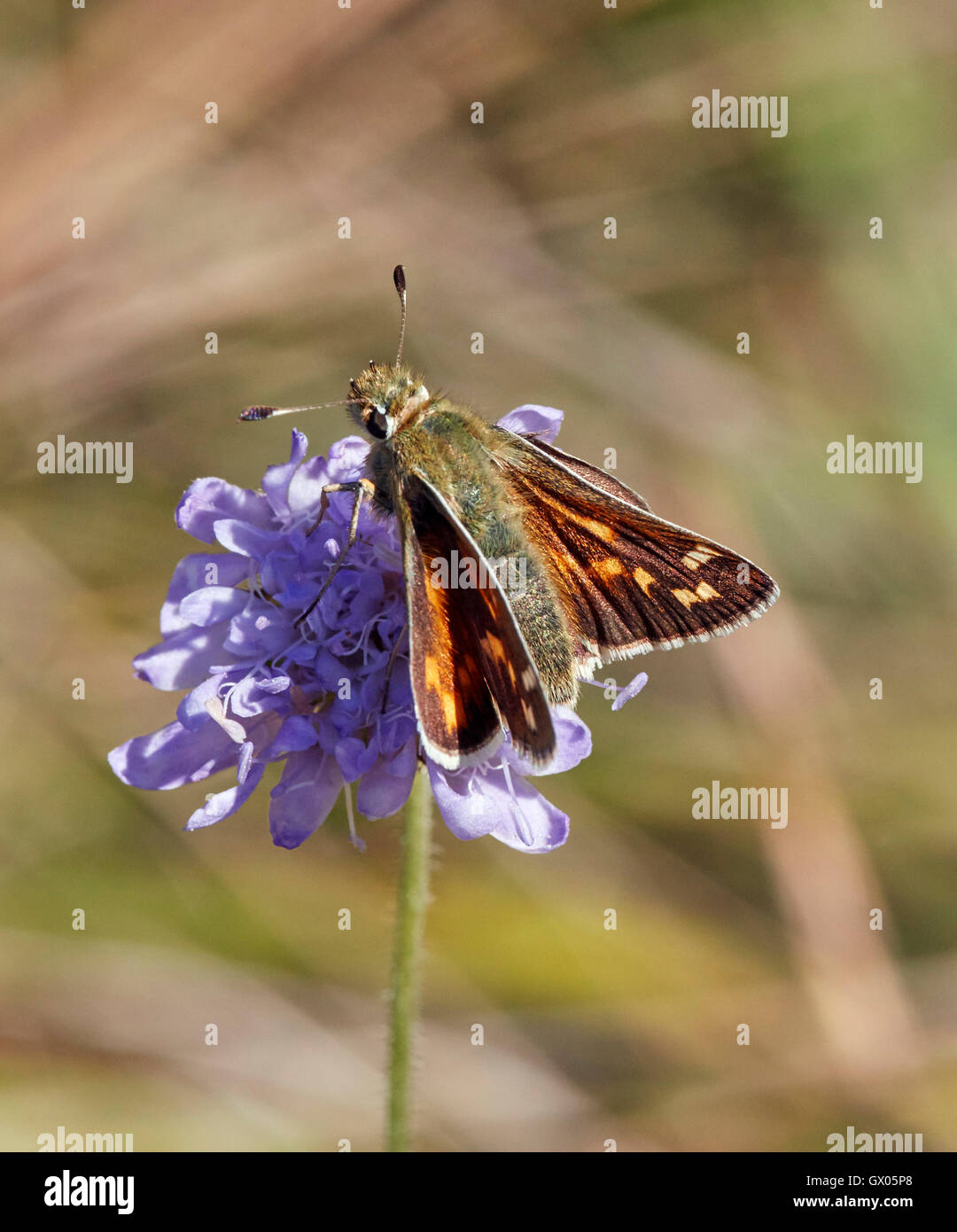 Silber-spotted Skipper Nectaring auf Witwenblume Blüte. Denbies Hang, gemeinsame Ranmore, Surrey, England. Stockfoto