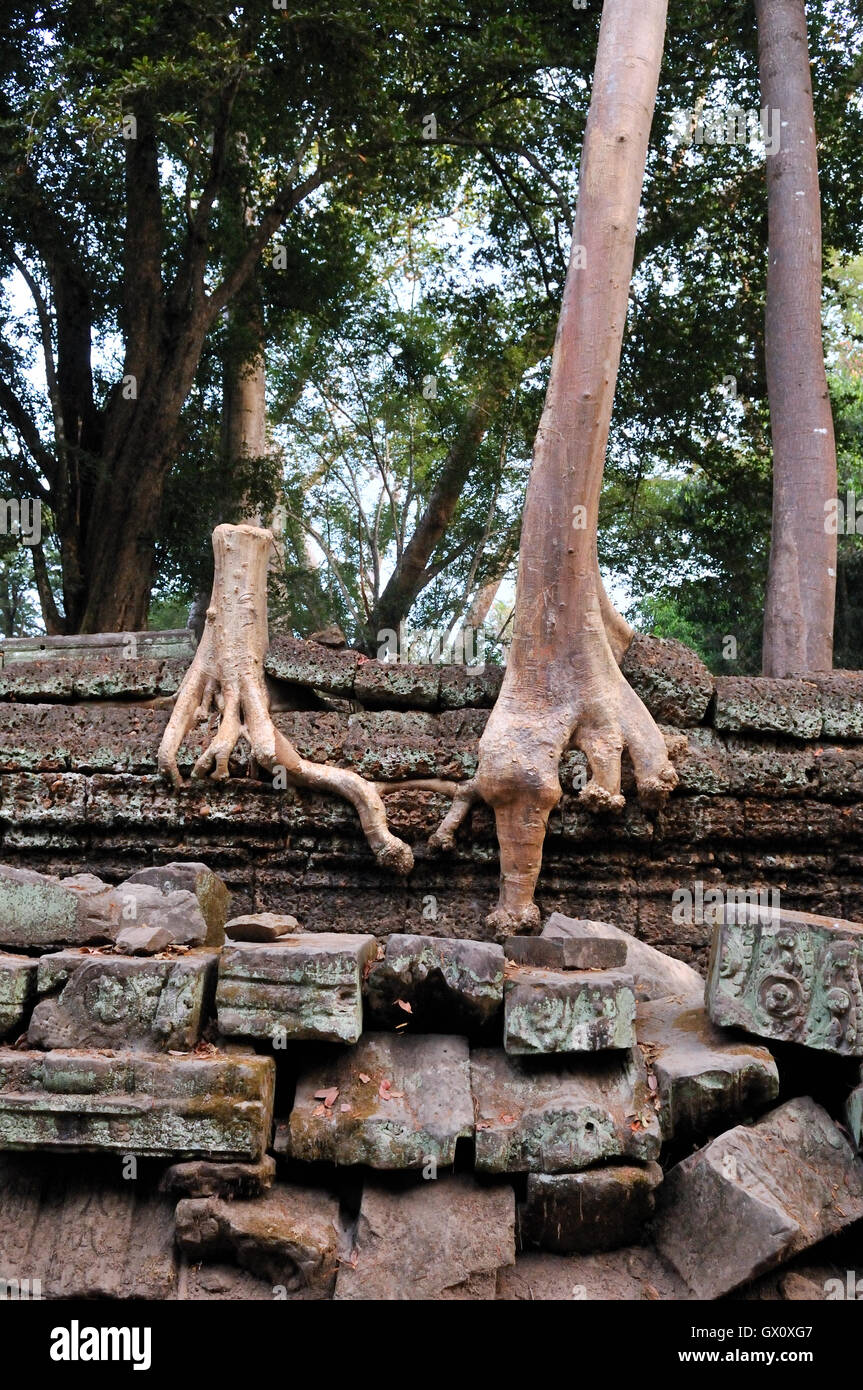 Ta Prohm Tempel mit einer fotogen und stimmungsvolle Kombination von Bäumen wächst aus den Ruinen und den Dschungel Stockfoto
