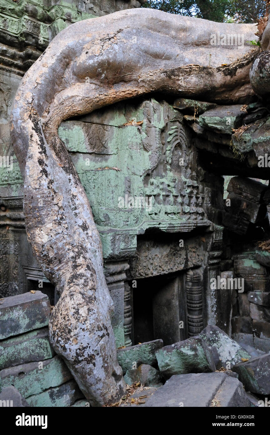 Ta Prohm Tempel mit einer fotogen und stimmungsvolle Kombination von Bäumen wächst aus den Ruinen und den Dschungel Stockfoto