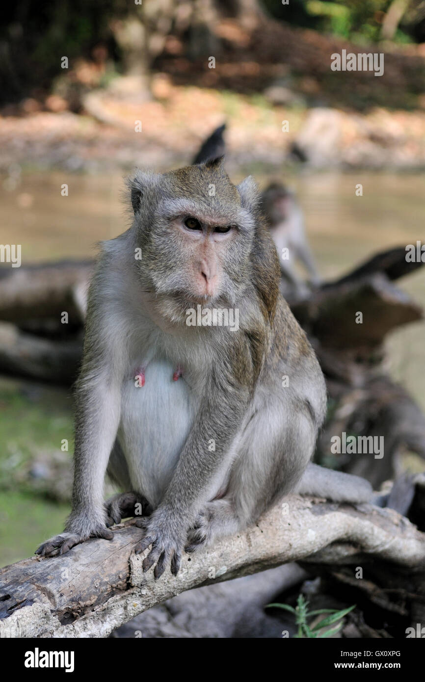 Angkor Thom - die letzte und beständigsten Hauptstadt des Khmer-Reiches - Affe Stockfoto