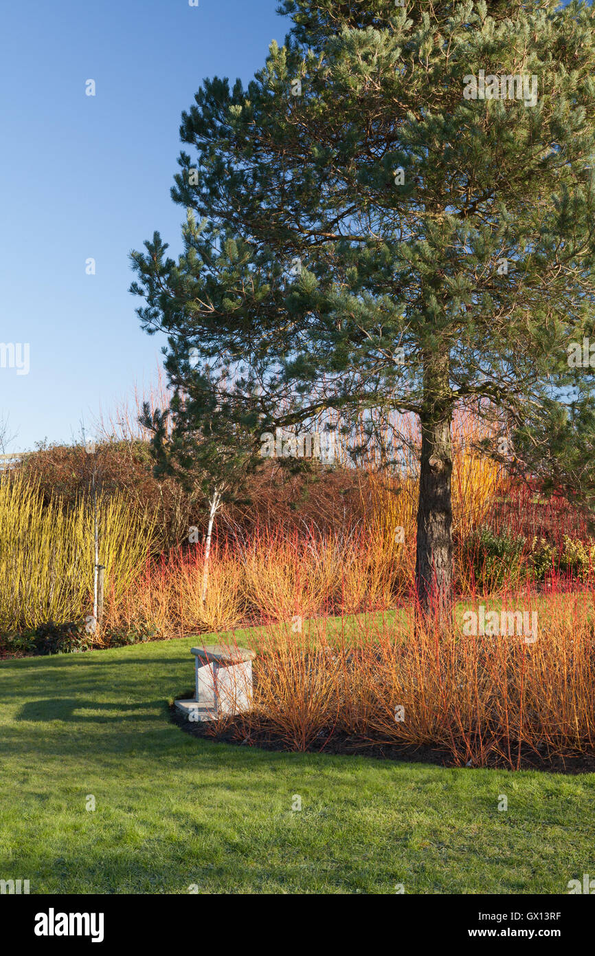 Wintergarten. Brightwater Gärten, Saxby, Lincolnshire, UK. Winter, Februar 2016. Stockfoto