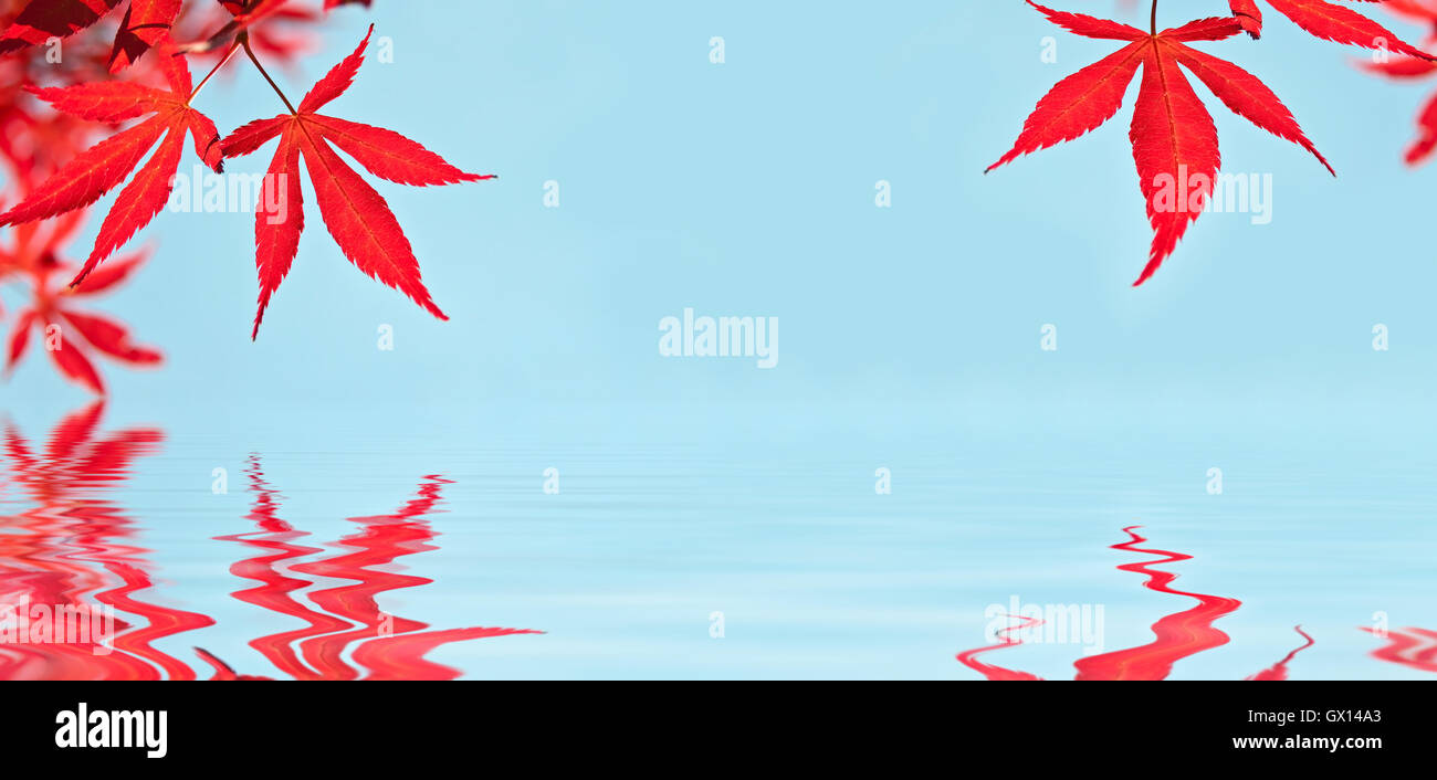 Rote japanische Ahorn-Blätter, Wasserspiegelungen Stockfoto